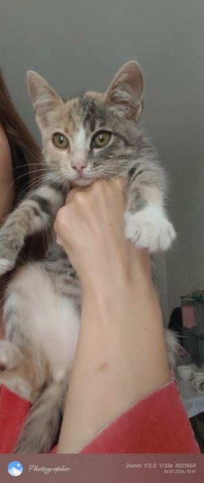 Девочка котенок Мия