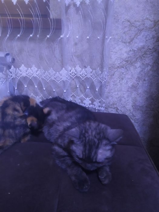 Отдам котят  у добрые руки