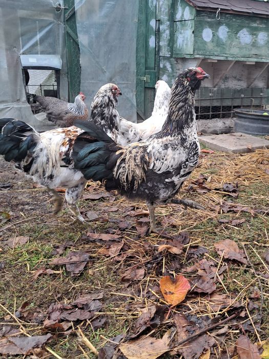 Cocoș metis de ameraucana, marans, italiana