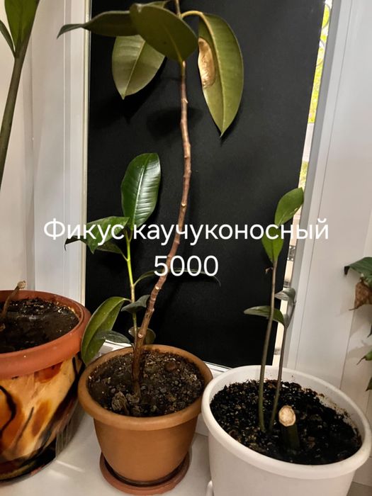 комнатные растения