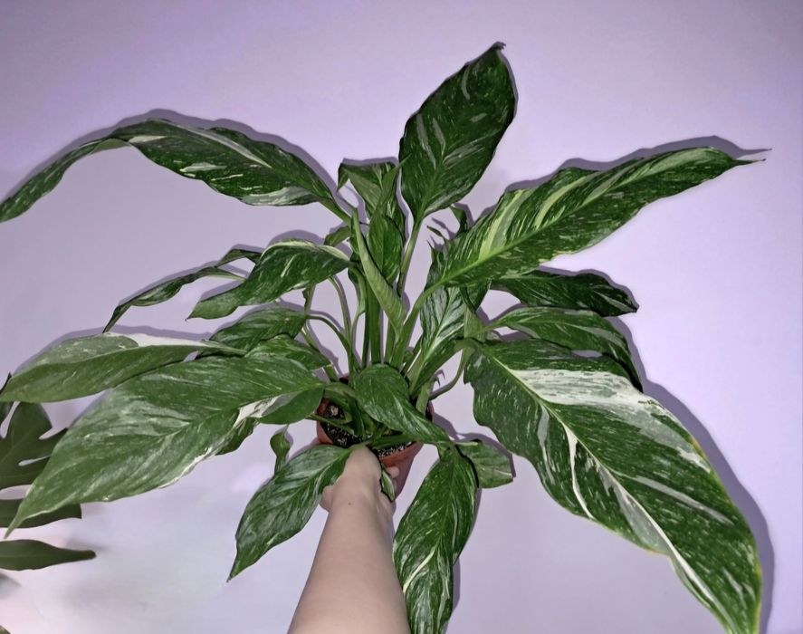 Спатифиллум Даймонд!