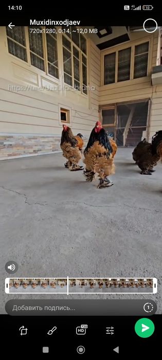 Tuxumi bor Brama Paliviy-pux TUXUMlari