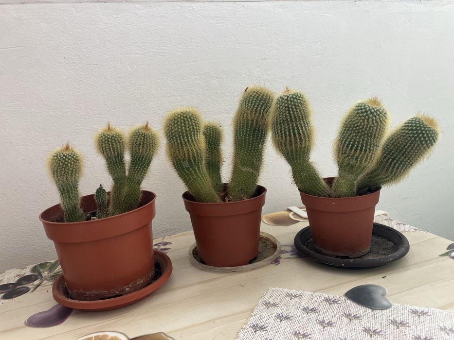 Plante apartament Monstera, cactusi, Kalanchoe, planta cauciuc, ficus Benjamina