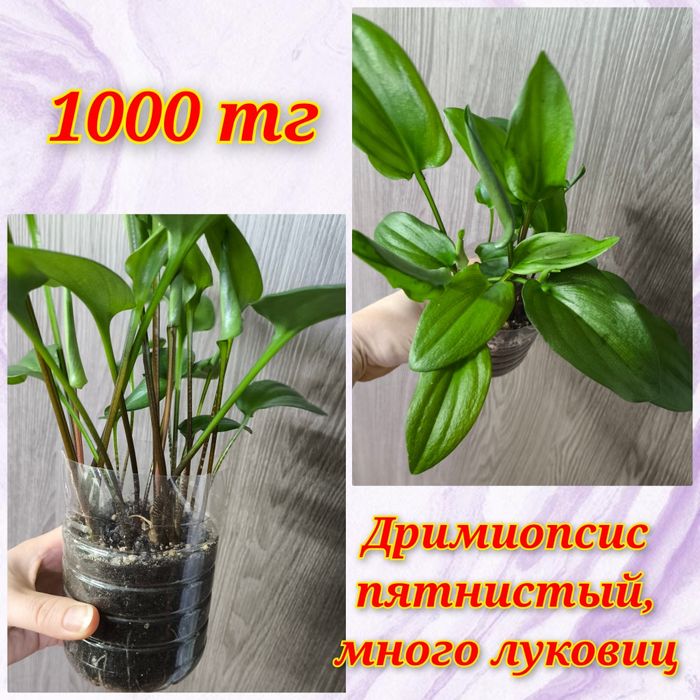 Дримиопсис и другие