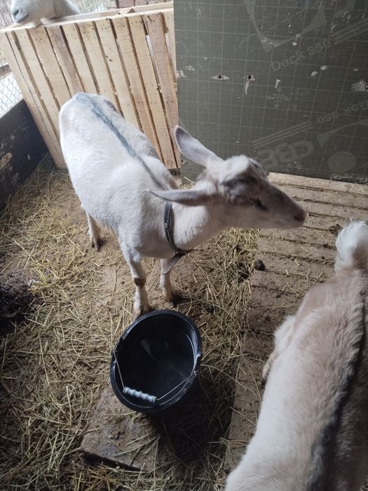 Srochni zanin echki sotiladi