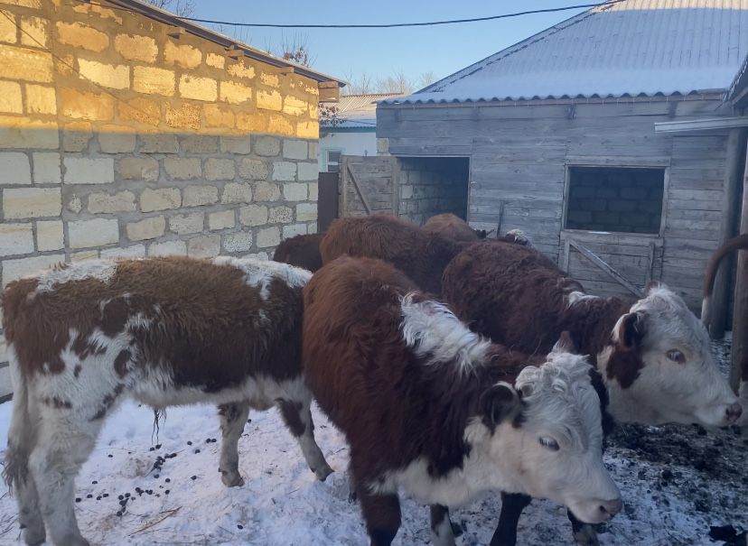 Еркек ургашы баспактар