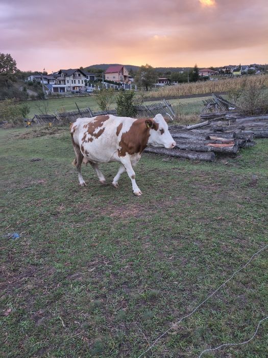 Vaca gestanta bălțată românească