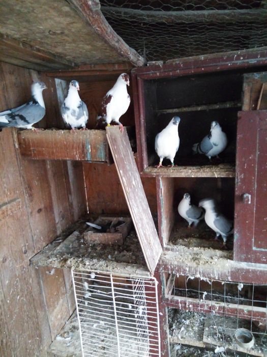 Desfintez crescătorie de porumbei