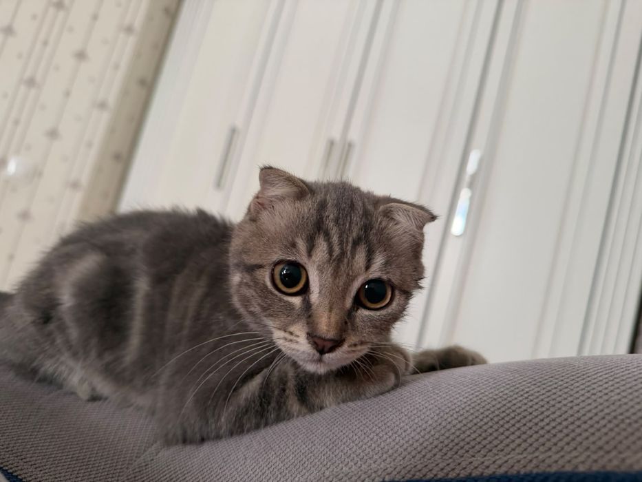 Котенок девочка 3 мес
