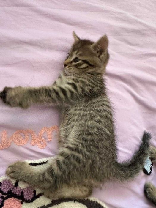 Милые котята в добрые руки
