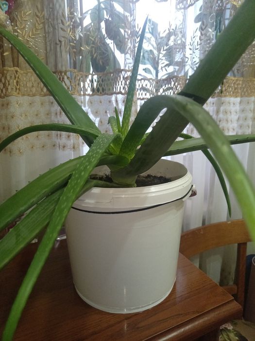 Продам комнатные цветы