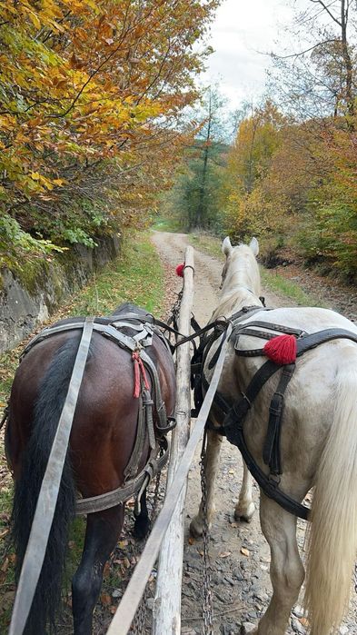 De vânzare un căluț sur