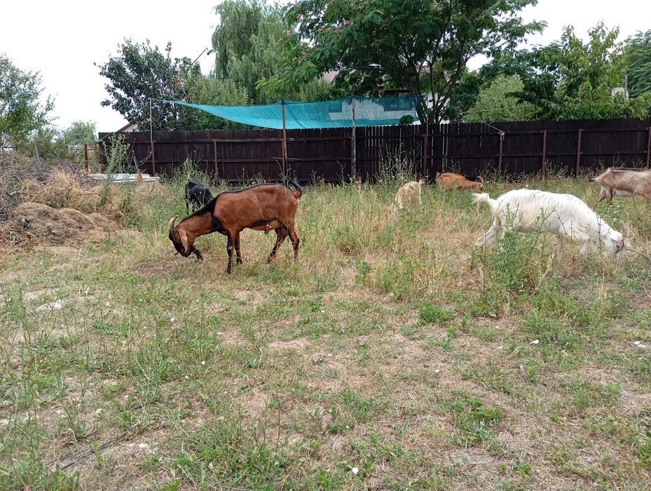 Țap anglonubian 2,5ani