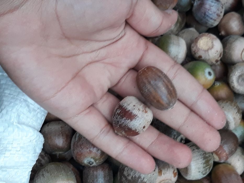 Vand ghinda mare si faina