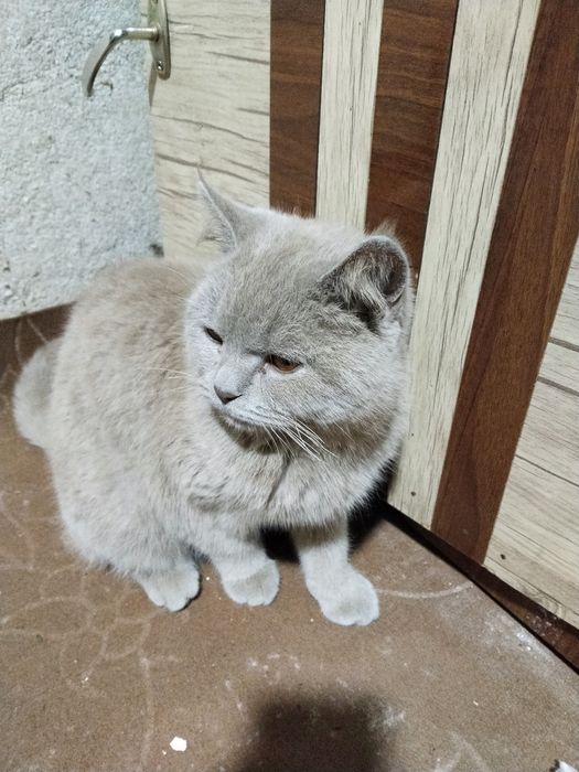 Mushuk sotiladi tezkorlik bilan zoti beritish mix