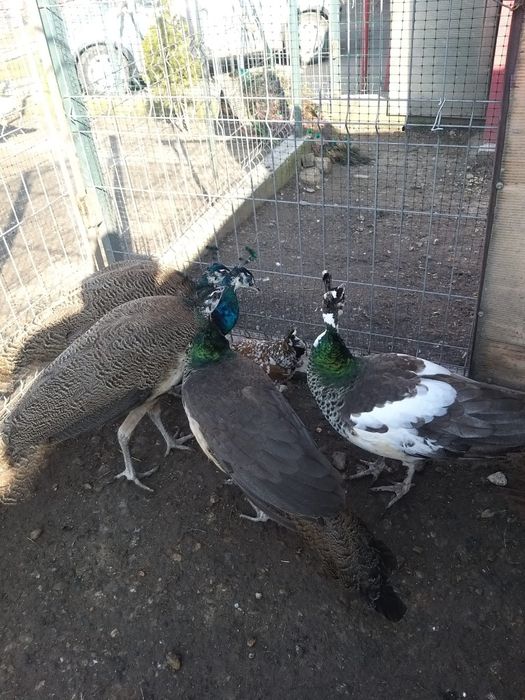 Vand pereche pauni purtători de alb