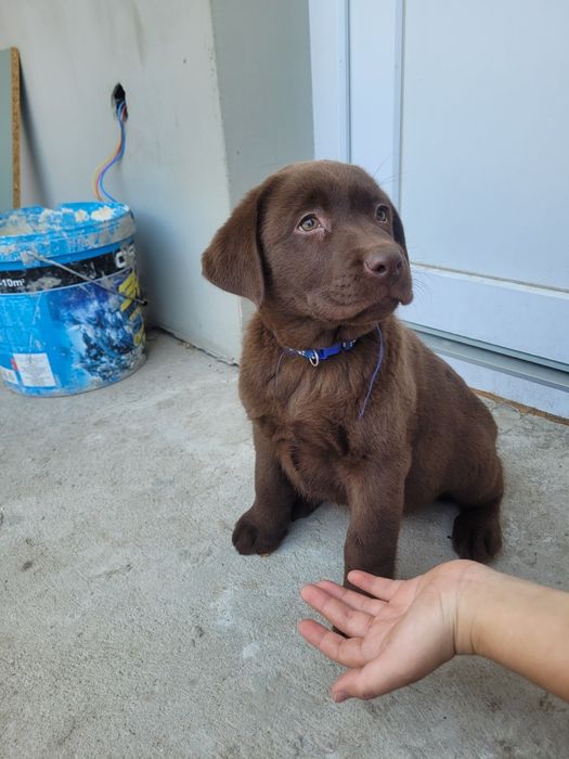 Femelă Labrador Ciocolatiu