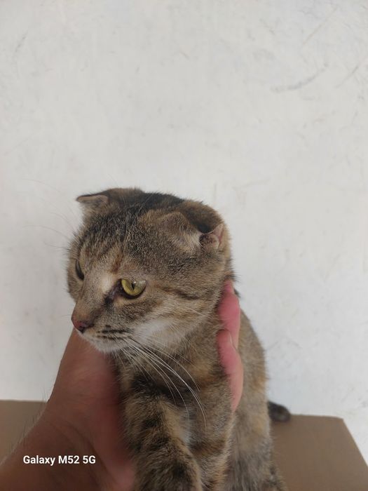 zottor muwu parodasini aniq blmiman