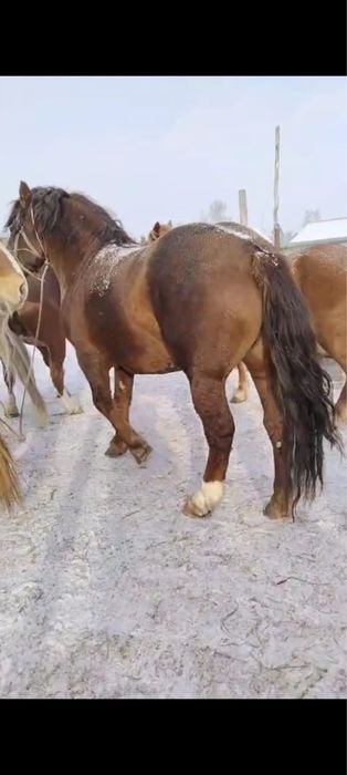 Продам кобылы тяж