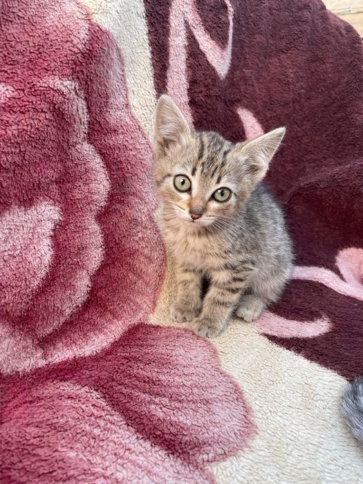 Отдам котят в добрые руки.