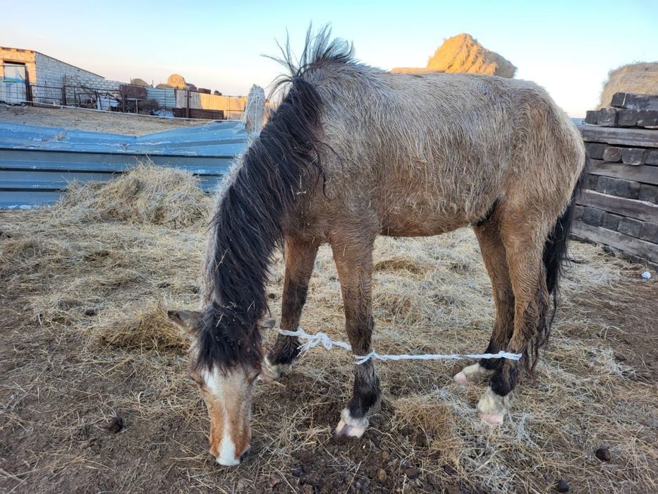 Жылқы сатылады.