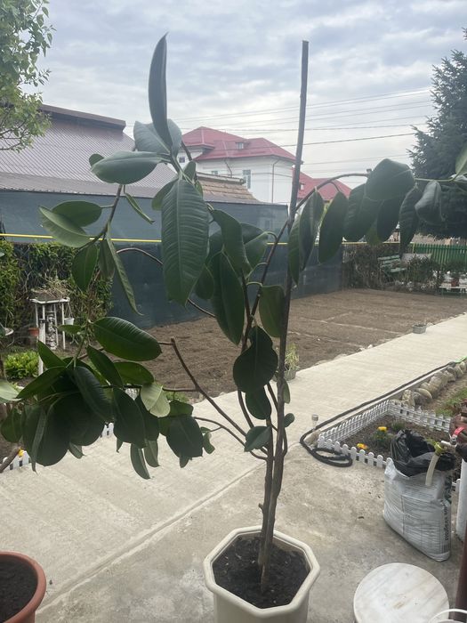 Plante mari Ficus