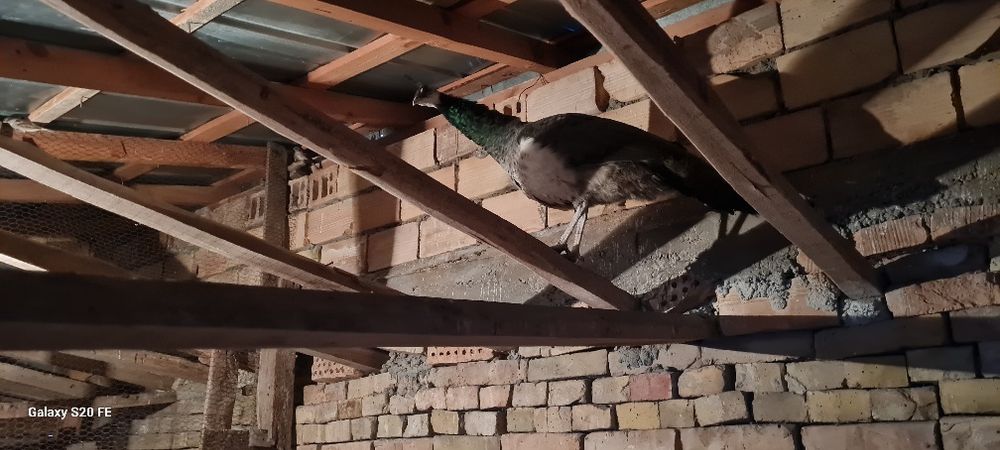 Свободни двойка работна