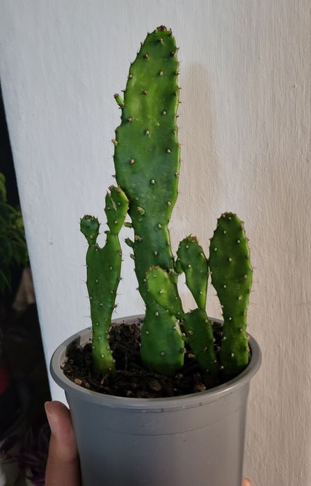 Cactusi Opuntia (limbă de soacră)