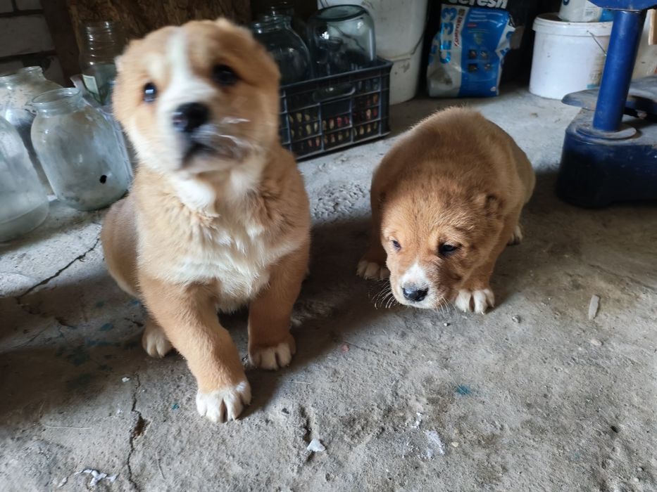 Продам щенков САО.