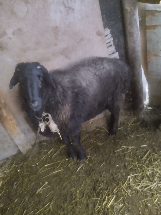 Qõy sotiladi tez sotiladi