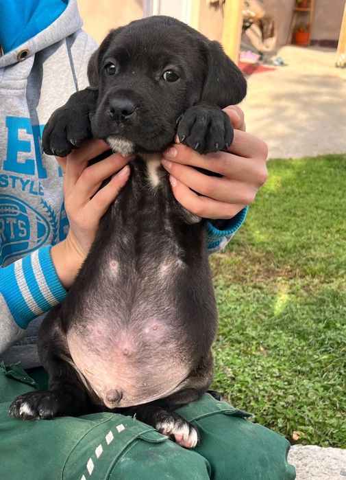 Pui cane corso de vânzare
