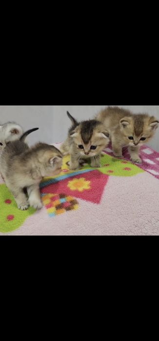 Зоттор чиройли мушукчалар