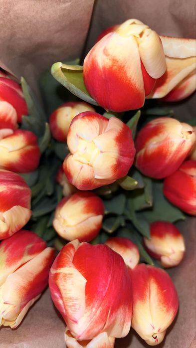 Тюльпаны оптом и в розницу