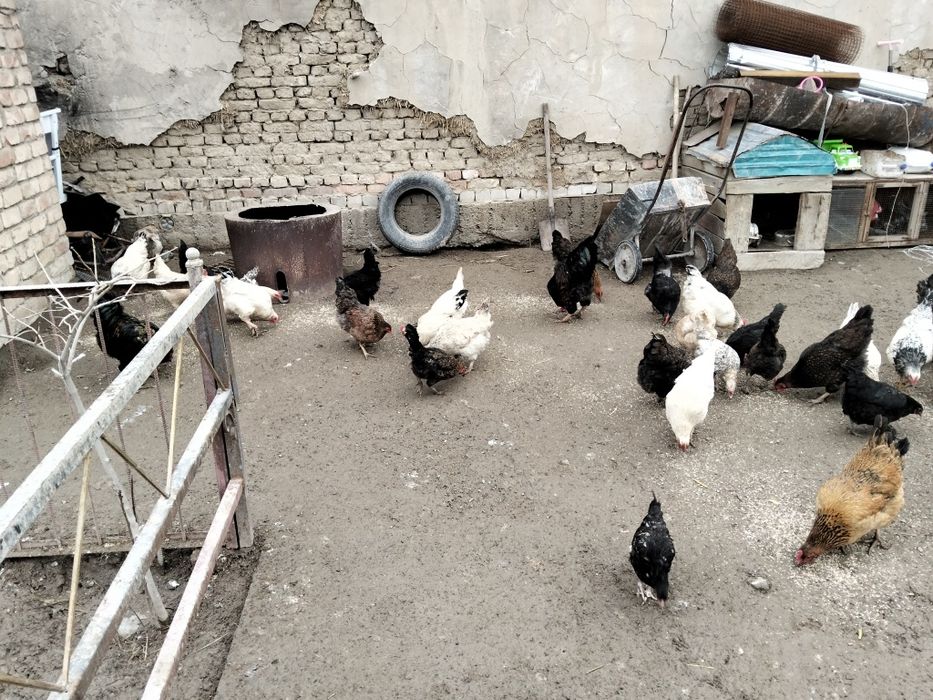 Тауытар сатылады