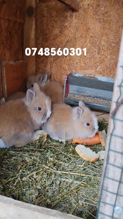 Iepurași pitici Iași locația Dumbrava ciurea