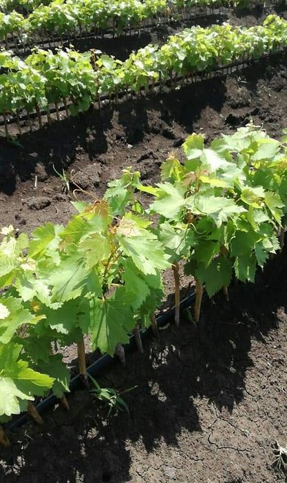 Vând butasi de vită de vie Roșca delevar căpșunica tamhiosa Hamburg Izabela la nr