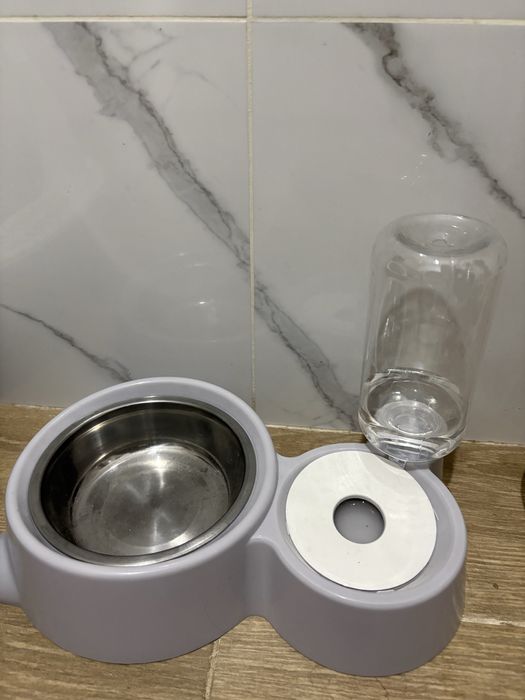 Котёнок Скоттиш Фолд вислоушка