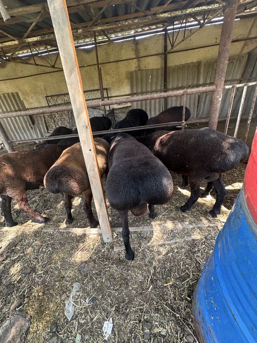 Qoylar sotiladi ona qoy bolasi bilan qochqorlar yetuk solular