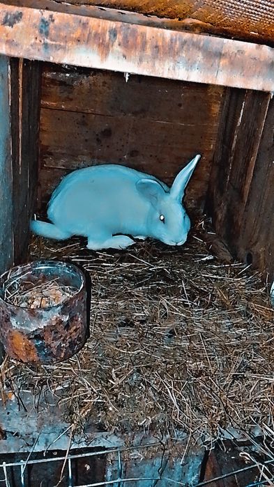 Schimb iepuri de 5 luni cu uriaș german  din zona reghin