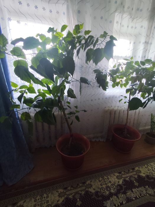 Уй гулдери сатылады