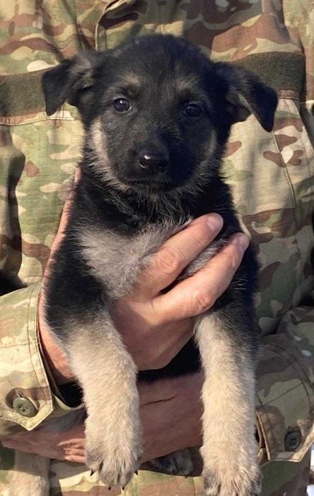 щенки Восточно-европейской овчарки