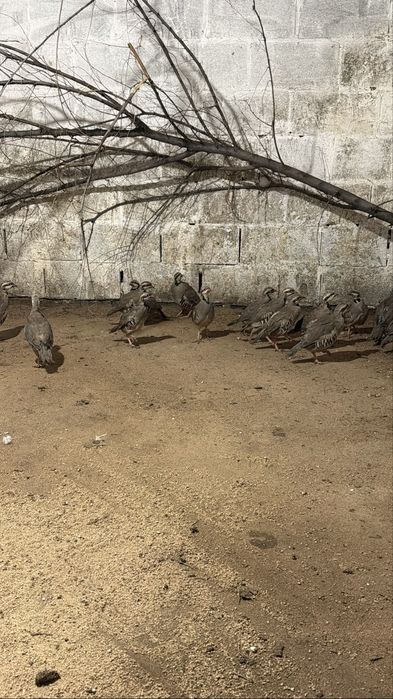 Молодые кеклики куры цыплята