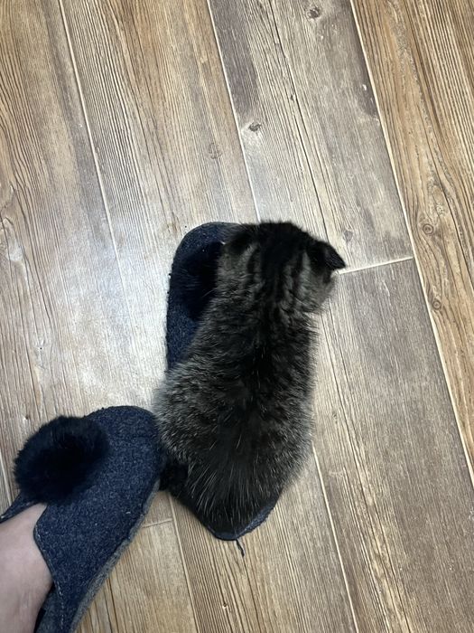 Отдам котенка в добрые руки