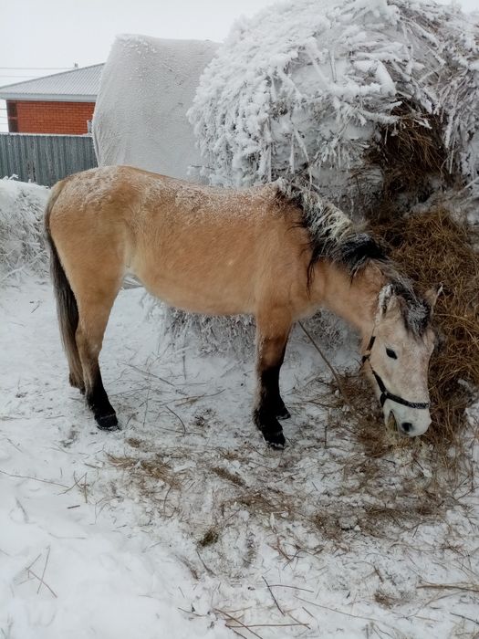 Бие сатылады буаз
