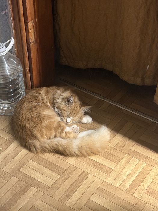 Продам хорошие руки мейкун