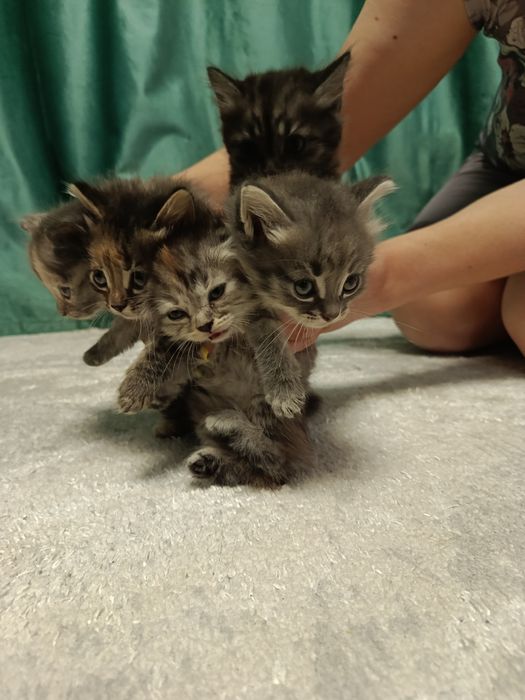 Отдам в добрые руки!!!