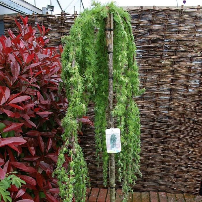 Larix Plângător.