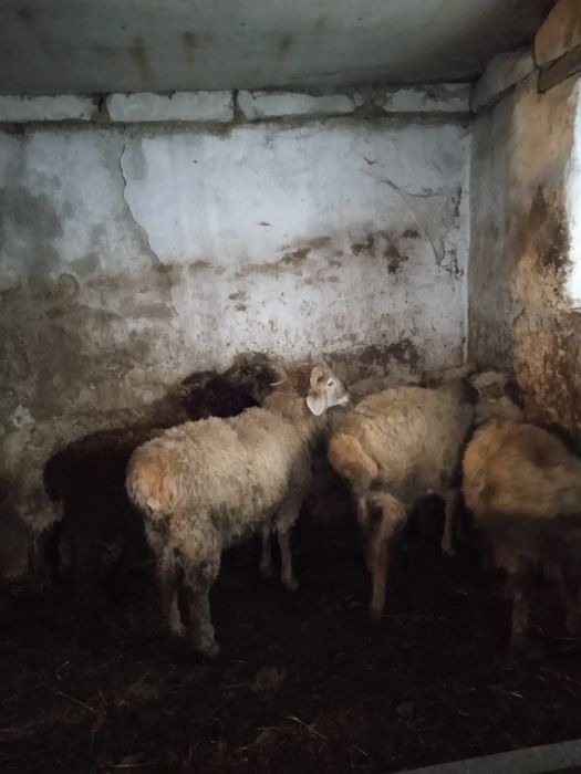 Продам жирных баранов находятся на старом мясокомбинате.