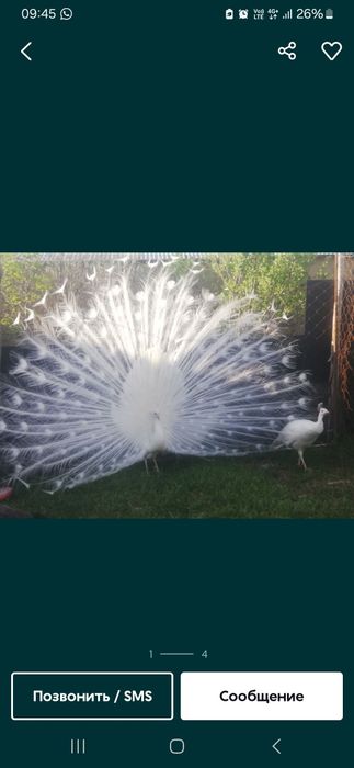 Ак павлин сатылады