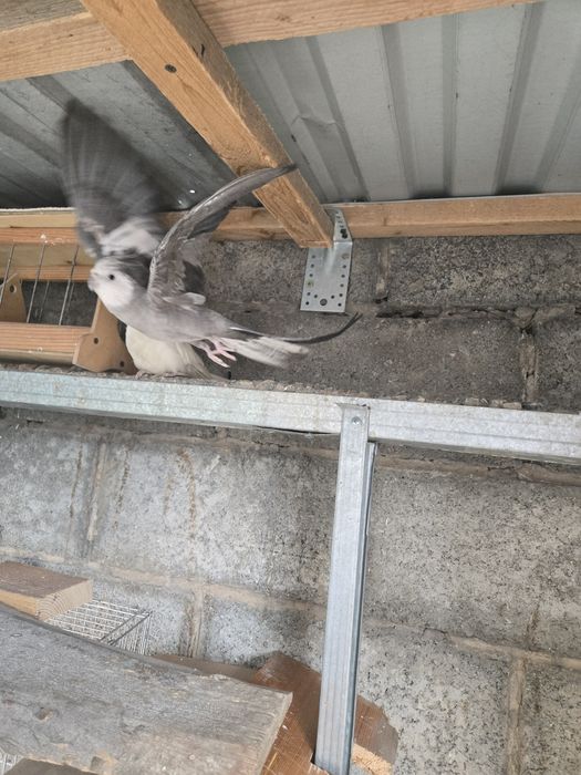 Попугай корелла самцы